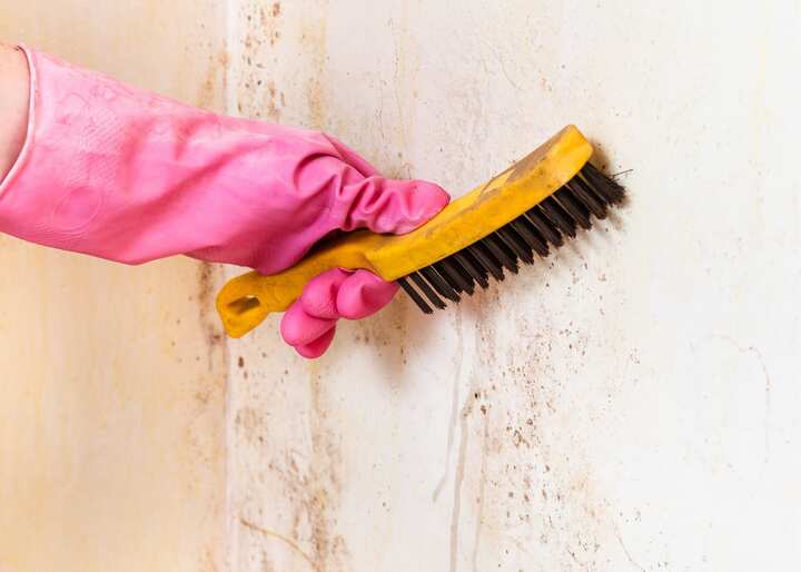 mold remediation Charlottesville virginia