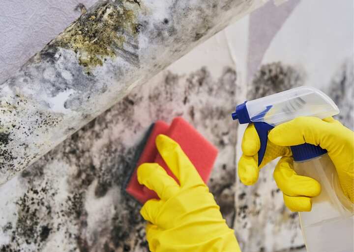 mold remediation Charlottesville VA