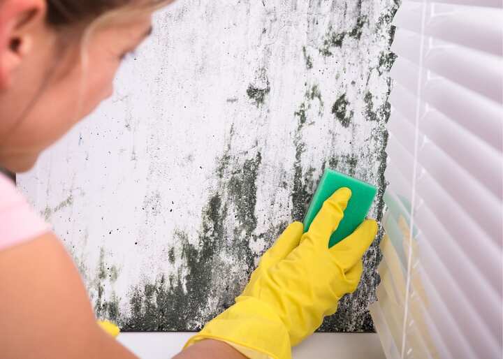 mold removal in Charlottesville VA