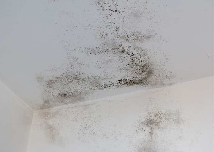 mold company Charlottesville VA