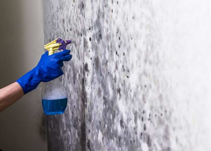 mold removal in Charlottesville VA
