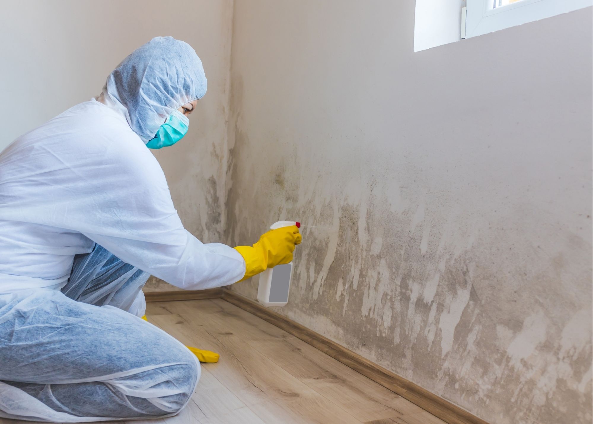 mold removal Charlottesville
