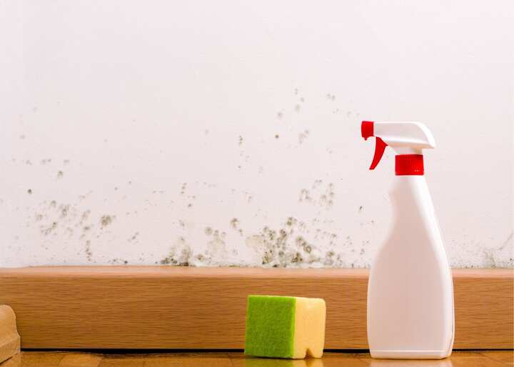 mold removal Charlottesville virginia