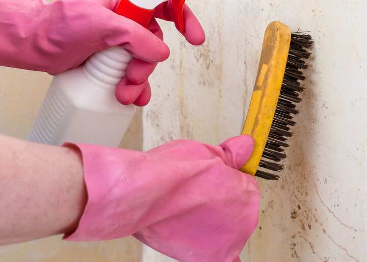mold inspection Charlottesville VA