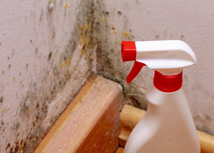 mold removal Charlottesville VA
