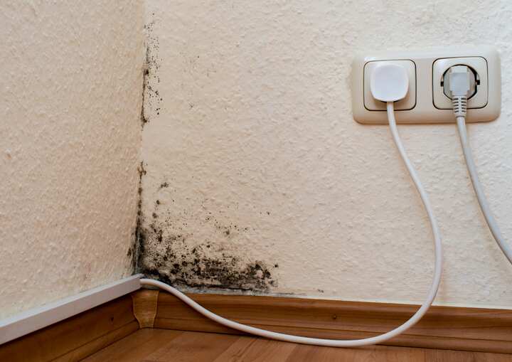 mold removal charlottesvile va